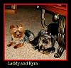 5 lb yorkies-user42200_pic130966_1384802490.jpg