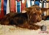 Why does everyone think my yorkie doesn't look like a yorkie?-8069866.jpg