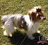 Why does everyone think my yorkie doesn't look like a yorkie?-4154902.jpg