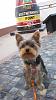 Yorkless in SC-southern-most-yorkie.jpg