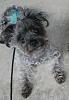 Question: How big is a Yorkie-Poo going to get?-jaxon-10th-birthday.jpg
