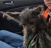 New to YorkieTalk and New Yorkie Parent-image.jpg