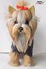 Needle Felted Dog Sculpture-14.jpg