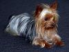 Is my Nigel a Red Legged Yorkie?-user42200_pic127079_1366333853.jpg