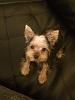 new yorkie owner color and coat question-rsz_image1-1.jpg