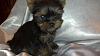 Our first Yorkie-10862636_10204711736567532_152260604065727354_o.jpg