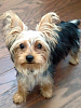 Ruby will be 6 months old one week from today-ruby-6-months-small.png