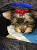 Our first Yorkie-2c8ffcdc-d7e2-4792-af4b-32e5ea9f48da_zpsmlm8e58m.jpg