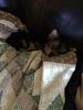 Our first Yorkie-0565e54d-85a5-4a47-a940-41100b0cd7cb_zpsmqjvsxwm.jpg