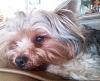 Is my yorkie real?-bhk.jpg