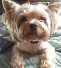 Is my yorkie real?-img_20130909_2.jpg