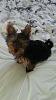 Is Poppy a Yorkie-poppy-12.jpg