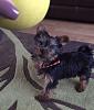 Is Poppy a Yorkie-poppy-10.jpg