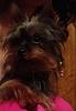 Question about Yorkie Coat Length and Care-maggie-year-old.jpg