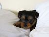 ad says rare RED yorkie for sale-abby8.jpg