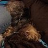 Yorkie Quirks?-teek-resize-upside-down.jpg