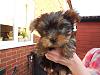 New Puppy! - Misty-misty_01.jpg