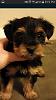 Hi fellow yorkie lovers-fb_img_1425577556901.jpg