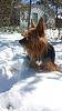 How to tell if my dogs a purebred yorkie!?-img-20150305-wa0002.jpg