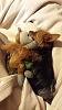 How to tell if my dogs a purebred yorkie!?-10882293_10205771583753017_2077408464054118585_n.jpg