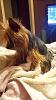 How to tell if my dogs a purebred yorkie!?-1623672_10206359899500543_1280202233624735361_n.jpg