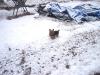 Run and Snow...-snowdogs-004.jpg