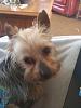 I have 2 + 1 yorkies because....-ted-april-15.jpg