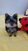 Is This a Purebred Yorkie Puppy?-20150405_101830.jpg