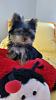 I am purchasing a new Yorkie Puppy soon. Is she purebred?-20150405_101805.jpg