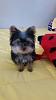 I am purchasing a new Yorkie Puppy soon. Is she purebred?-20150405_101830.jpg