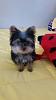 I am purchasing a new Yorkie Puppy soon. Is she purebred?-20150405_101830.jpg