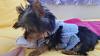 I am purchasing a new Yorkie Puppy soon. Is she purebred?-20150405_125253.jpg