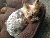 My MIL got a yorkie! Help us name her!-image-20150409-163857457.jpeg