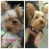 New groomer for Bella-photo_2015-04-20_08-57-07_am__1429535097_149_168_230_4.jpg