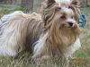 Did the breeder die my Biewer Yorkie's Hair?!-faith.jpg