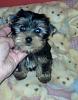 I need advice for a puppy.-katiefemale042215-001.jpg