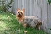 Hello - Is my dog a Silky or a Yorkie?-mylee1.jpg