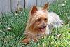 Hello - Is my dog a Silky or a Yorkie?-mylee2.jpg