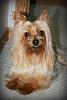 Hello - Is my dog a Silky or a Yorkie?-mylee3.jpg