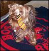 What is the funniest thing your Yorkie has gotten themself into?-1176217_291791454293140_432702802_n.jpg