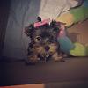 I need advice for a puppy.-dahlia2.jpg