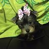 I need advice for a puppy.-dahlia3.jpg