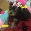 I need advice for a puppy.-dahlia4.jpg