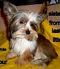 Selecting a 2nd Yorkie-parti-girl-1.jpg