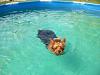 Does your Yorkie like to go swimming?-image.jpg