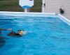 Does your Yorkie like to go swimming?-image.jpg