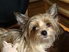 Selecting a 2nd Yorkie-holly-basket-day1.jpg