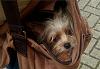 Selecting a 2nd Yorkie-bag-close-up-day-1-161kb-.jpg