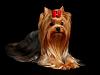 I COULD have acted offended but..-yorkshire-terrier1.jpg