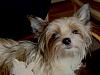Hello all, please can I have your help.-holly-basket-4.jpg